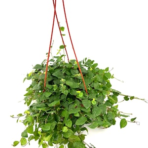 May include: A hanging plant with vibrant green leaves and a red hanger. The plant is lush and full, with many small, heart-shaped leaves. The red hanger contrasts with the green foliage, creating a visually appealing display.