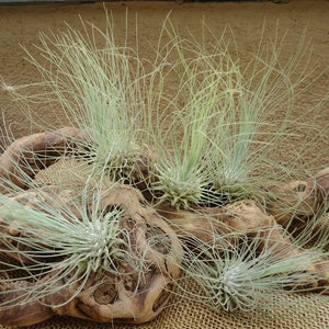 Tillandsia Fuchsii v Gracilis Air Plants 5 Pack