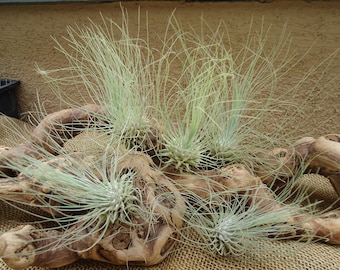 Tillandsia Fuchsii v Gracilis Air Plants 5 Pack