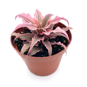 Cryptanthus Hot Pink Earth Star Easy Air Purifying Houseplants in 4&quot; Pot