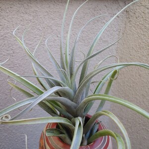 Tillandsia Cauligera image 4