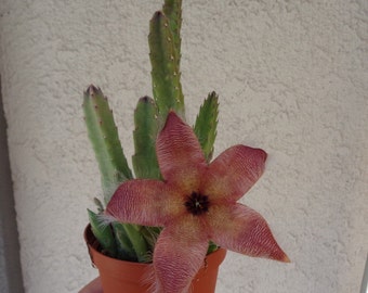 Giant Starfish Cactus Stapelia Grandiflora