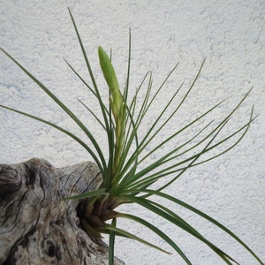 Tillandsia Tricolor Melanocrater Air plants image 5