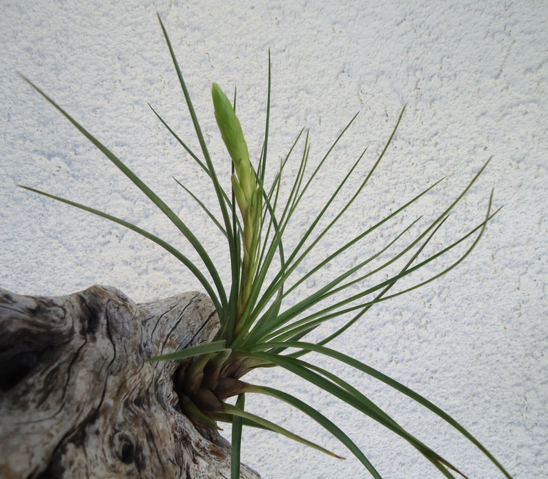 Tillandsia Tricolor Melanocrater Air plants image 5