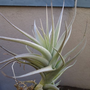 Tillandsia Albida image 2