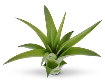 Tillandsia Brachycaulos Green Air Plants 3"-4"