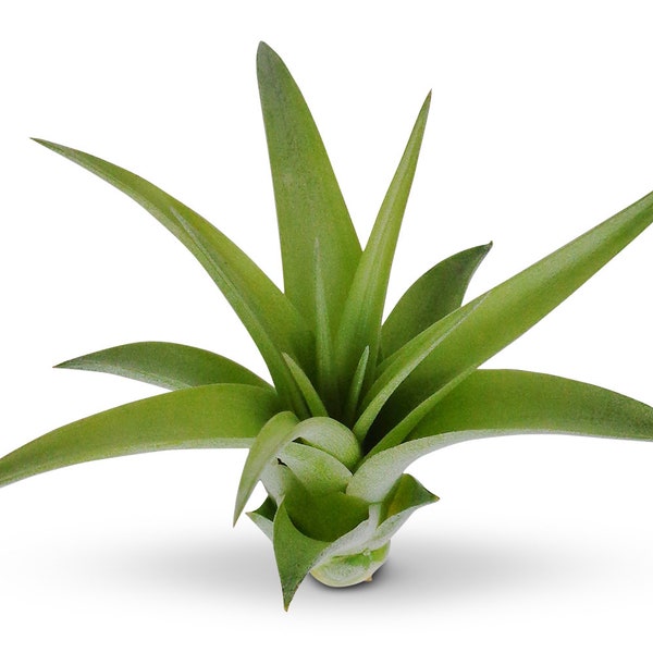 Tillandsia Brachycaulos Green Air Plants 3"-4"