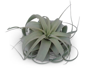 Tillandsia Xerographica Med/Lg 4-6" Air Plants FREE SHIPPING SALE