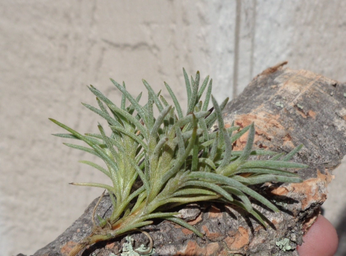 Tillandsia Capillaris Cluster - Etsy Tillandsia capillaris Large