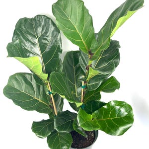 May include: A fiddle leaf fig plant with large, glossy, dark green, violin-shaped leaves. The plant features multiple stems supported by thin wooden stakes secured with small green ties, all contained within a simple black plastic nursery pot.