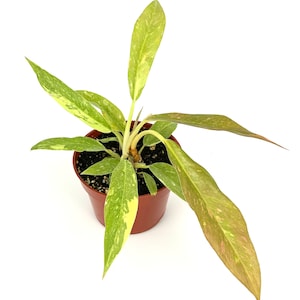 May include: A small potted plant with variegated leaves in a brown pot. The leaves are a mix of green and white.
