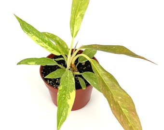 Philodendron Ring of Fire Rare Variegated Houseplants, 4" Pot