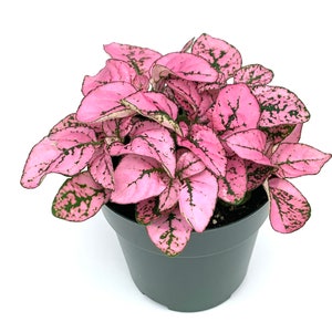 Hypoestes Pink Splash Live Potted House Plants Air Purifying