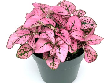 Hypoestes Pink Splash Live Potted House Plants Air Purifying