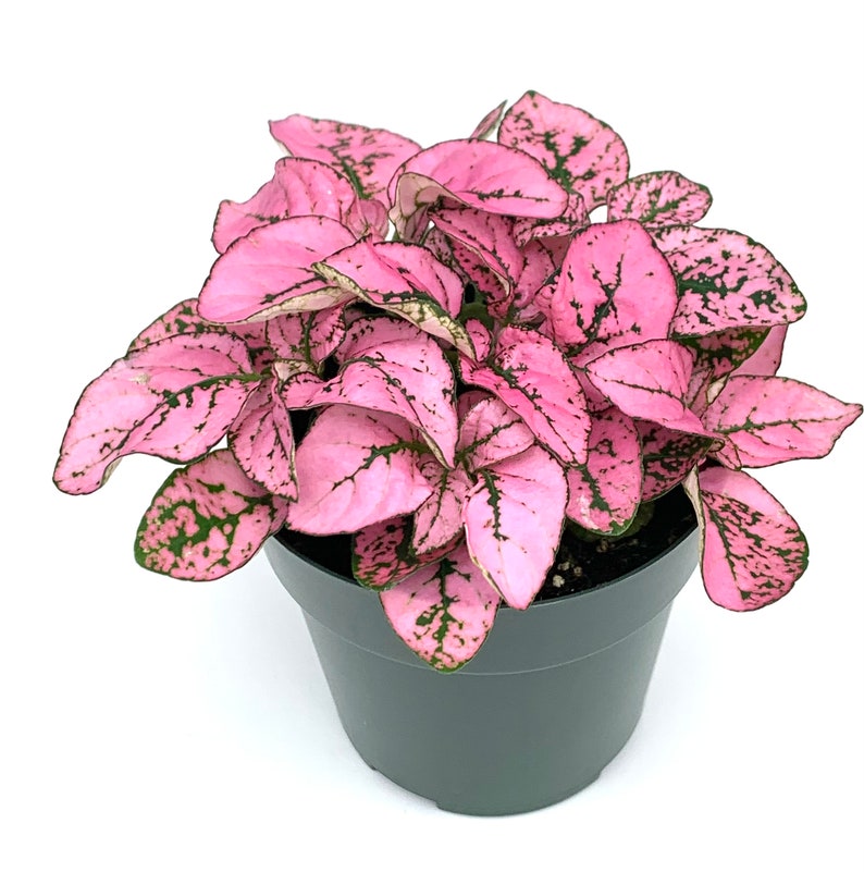 Hypoestes Pink Splash Live Potted House Plants Air Purifying image 1