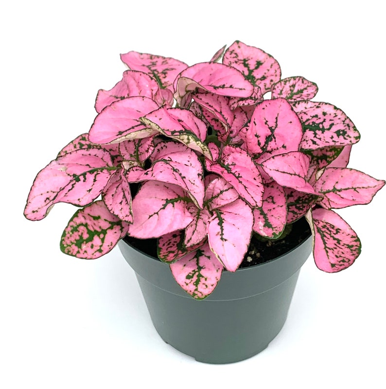 Hypoestes Pink Splash Live Potted House Plants Air Purifying Bild 1