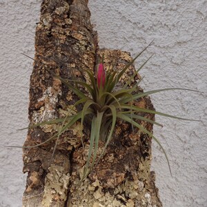 Tillandsia Tenuifolia Blue image 5