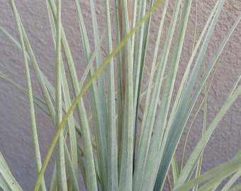 Tillandsia Floridiana Air Plants