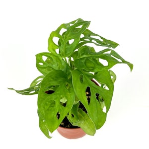 Swiss Cheese Plant Philodendron Adansonii Air Purifying Houseplant, 4” Pot