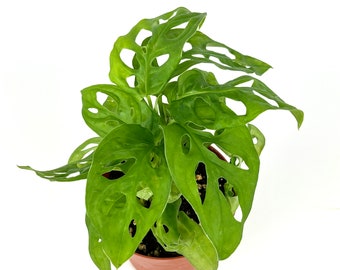 Swiss Cheese Plant Philodendron Adansonii Air Purifying Houseplant, 4” Pot