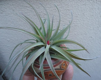 Tillandsia Velutina Green and Pink Air Plants