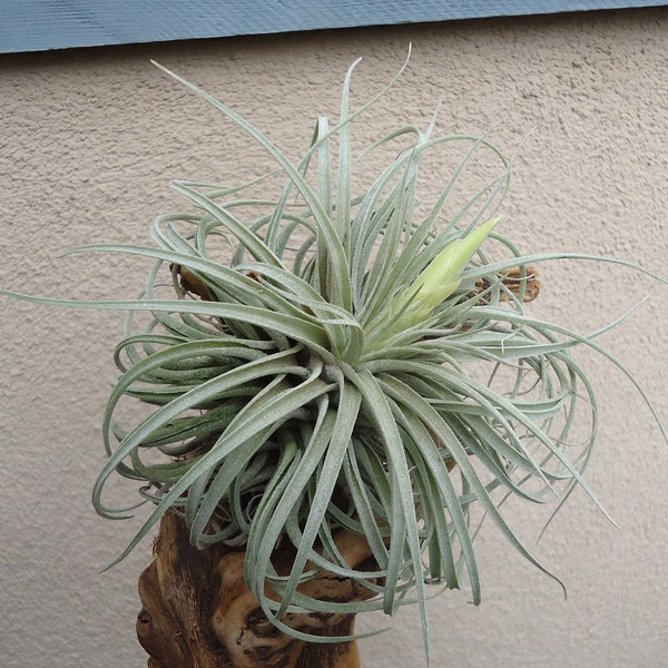 Tillandsia Oaxacana Air Plants