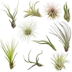 Air Plants Tillandsia Collection of 10 Easy Houseplants for Beginners Small to Medium 1.5"-6"+