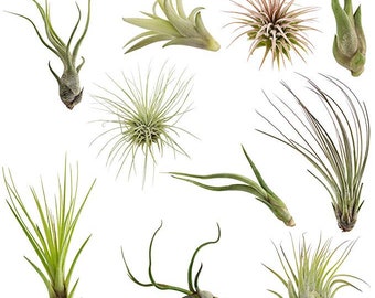 Air Plants Tillandsia Collection of 10 Easy Houseplants for Beginners Small to Medium 1.5"-6"+