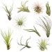 see more listings in the Airplants Package Deals section