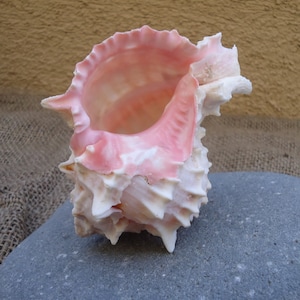 Large  Pink Murex Shell Great for Mounting Tillandsia