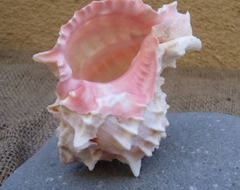 Large  Pink Murex Shell Great for Mounting Tillandsia