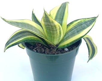 Sansaveria Hahnii Gold Star Live Potted Houseplants Air Purifying