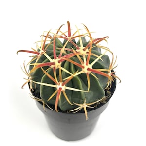 May include: A dark green cactus with star-shaped spines in a black pot. The spines are a mix of red, yellow, and orange. The cactus is round and has a symmetrical shape. The pot is made of plastic and is a simple, modern design.