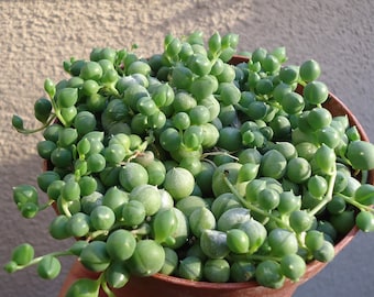 String of Pearls Succulent Curio Rowleyanus, 4" Pot