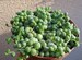 String of Pearls Succulent-Senecio Rowleyanus FREE SHIPPING 