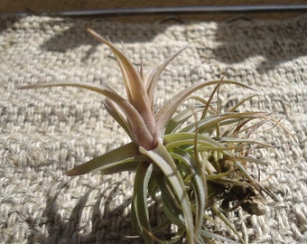 Tillandsia Aeranthos Bronze Air Plants