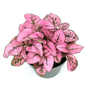 May include: A potted pink and green houseplant with speckled leaves. The plant is in a black plastic pot.