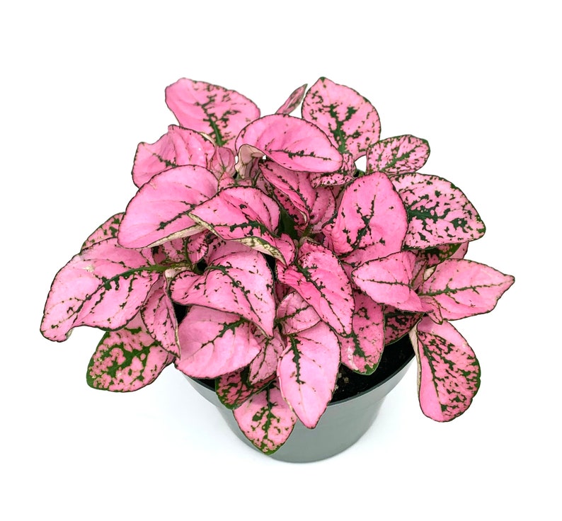 May include: A potted pink and green houseplant with speckled leaves. The plant is in a black plastic pot.