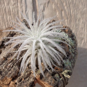 Tillandsia Tectorum Ecuador