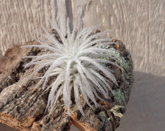 Tillandsia Tectorum Ecuador