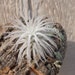 see more listings in the Air Plants/Bromeliads section