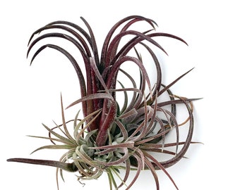 Tillandsia Ionantha Purple Heart Rare Air Plants