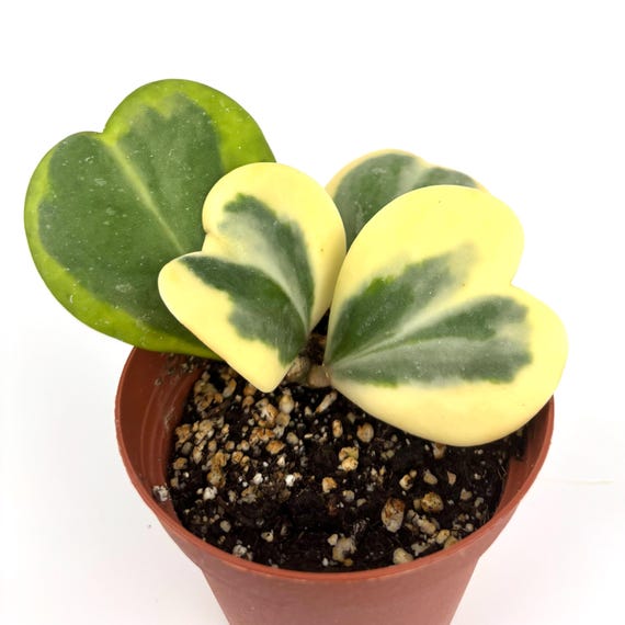 Variegated Sweet Heart Houseplant Hoya Kerrii Vine