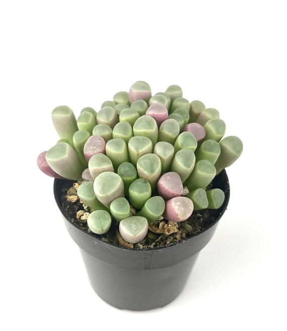 types of cactus succulent Shop Succulents Premium Live Mini Cactus and Succulent Plants in 2