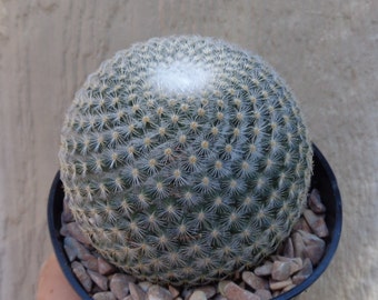 Mammillaria Elegans Cactus