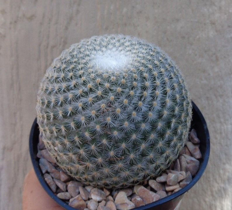 Mammillaria Elegans Cactus