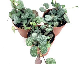 String of Hearts Succulents Ceropegia Woodii in 2" Pot