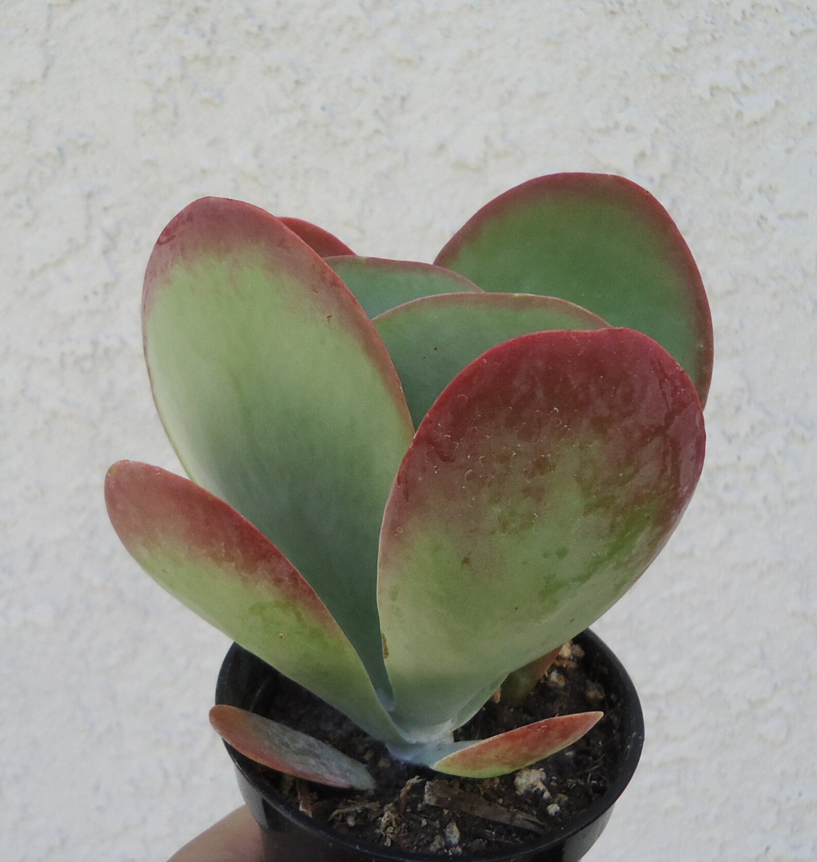 Kalanchoe Flapjacks Succulents Kalanchoe Thrysiflora Etsy