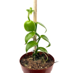 Vanilla Bean Orchid with Wood Pole Vanilla Plantifolia