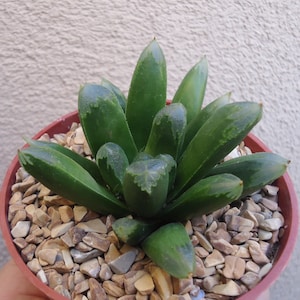 Haworthia Harry Johnson Rare Succulents